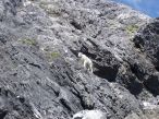 Mountain Goat, Glacier Bay, 2006