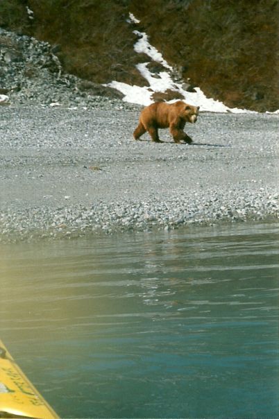 Grizzly Bear, Glacier Bay, 1999