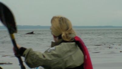 Humpback, Point Adolphus, 2009