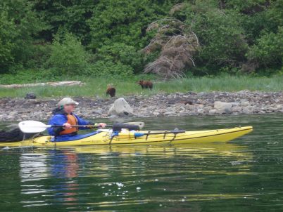 Grizzly Bears, Chichagof Island, SE Alaska, 2009