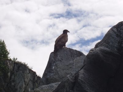 Young Bald Eagle, Glacier Bay, 2006