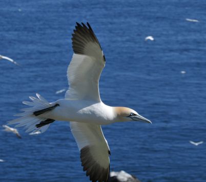 Gannet on Great Saltee Island