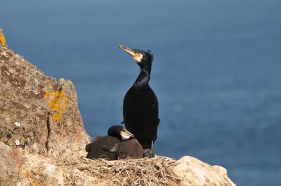 Cormorant