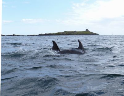 Dolphins in Dalkey Sound