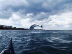 Dolphin in Dalkey Sound