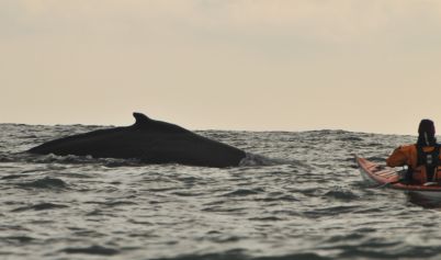 Humpback whale off Hook Head