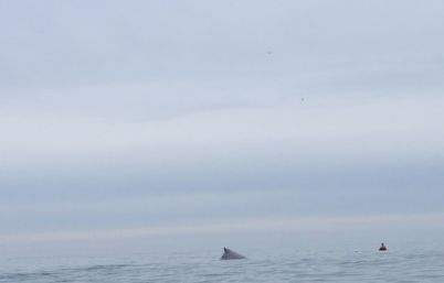 Humpback approaches Hk Hd 28112