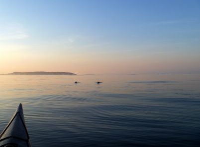 Porpoises at sunset